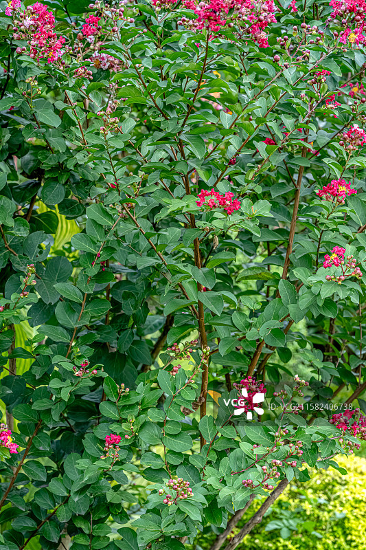 紫薇花 百日红 7月夏花盛开热闹浓烈 蒴果椭圆状球形 上海浦东世纪公园植物图鉴图片素材