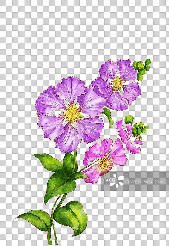 紫薇花图片素材