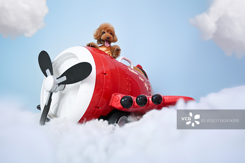 开飞机的贵宾犬图片素材