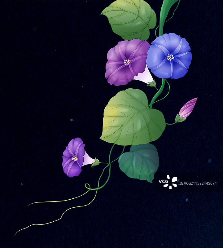 喇叭花牵牛花图片素材