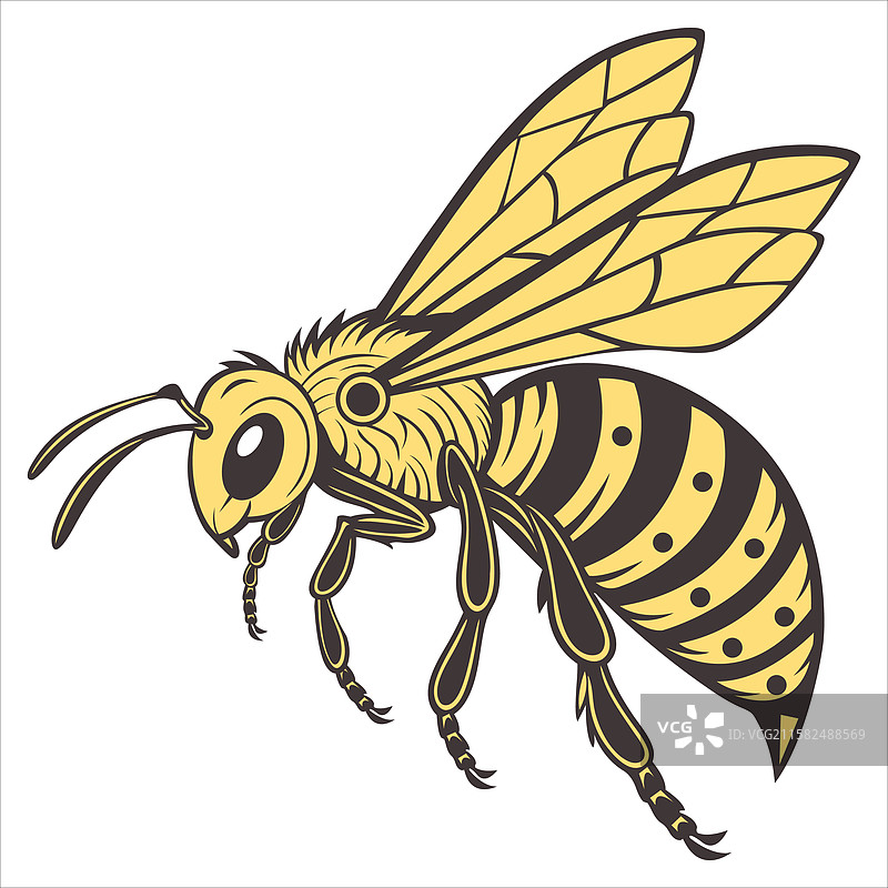 美丽的蜜蜂与白色背景图片素材