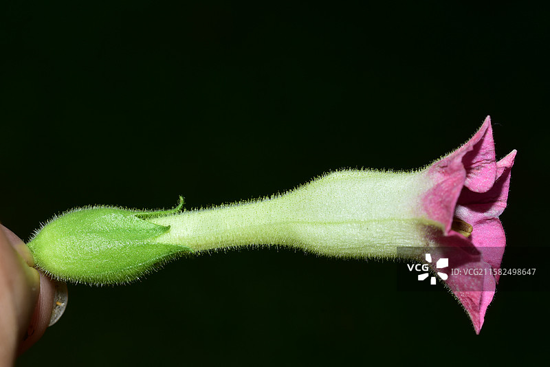 南方珍稀园林树种-Nicotiana tabacum 烟草图片素材