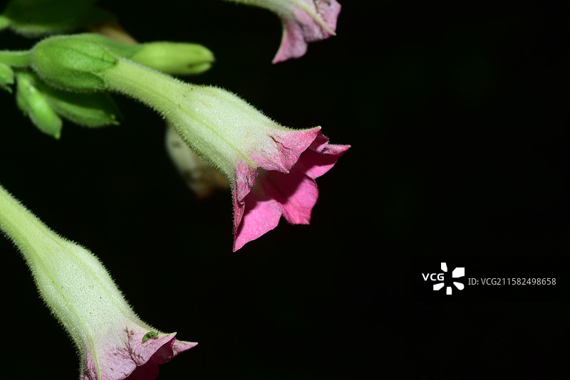 南方珍稀园林树种-Nicotiana tabacum 烟草图片素材