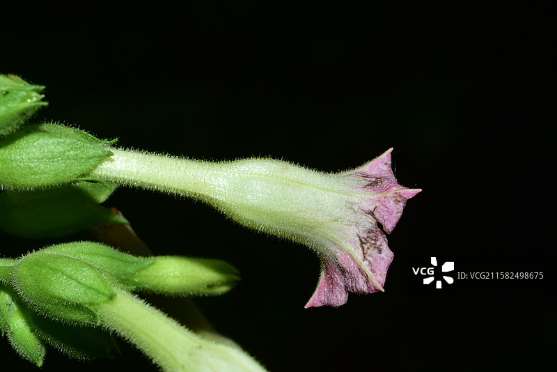 南方珍稀园林树种-Nicotiana tabacum 烟草图片素材