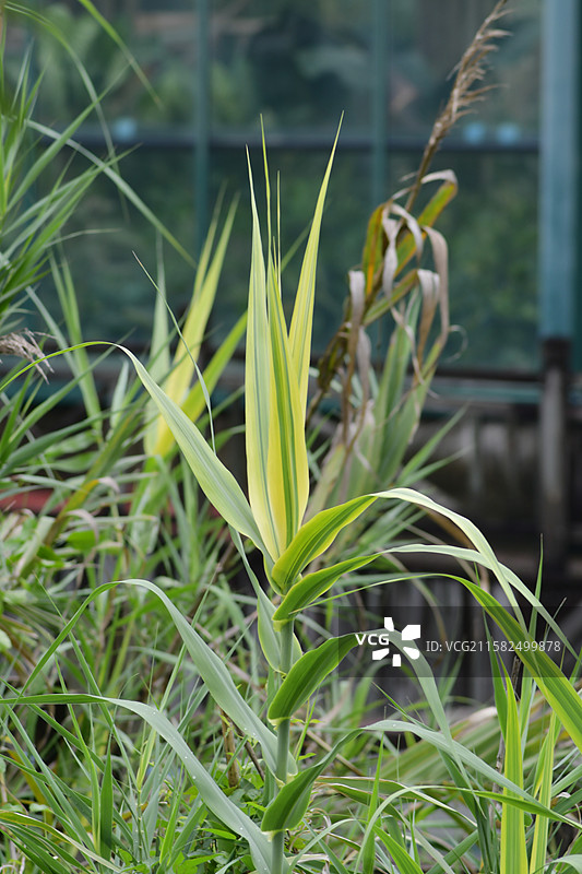 南方珍稀园林树种-花叶芦竹图片素材