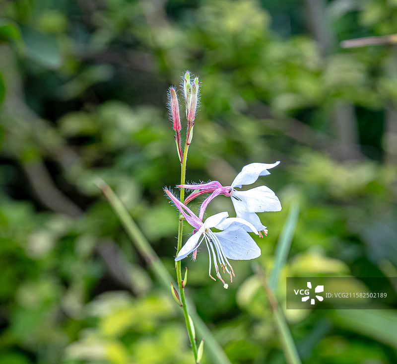 山桃草 玉蝶花 	 桃金娘目 月见草属 7月夏天花朵盛开 上海浦东世纪公园植物图鉴图片素材
