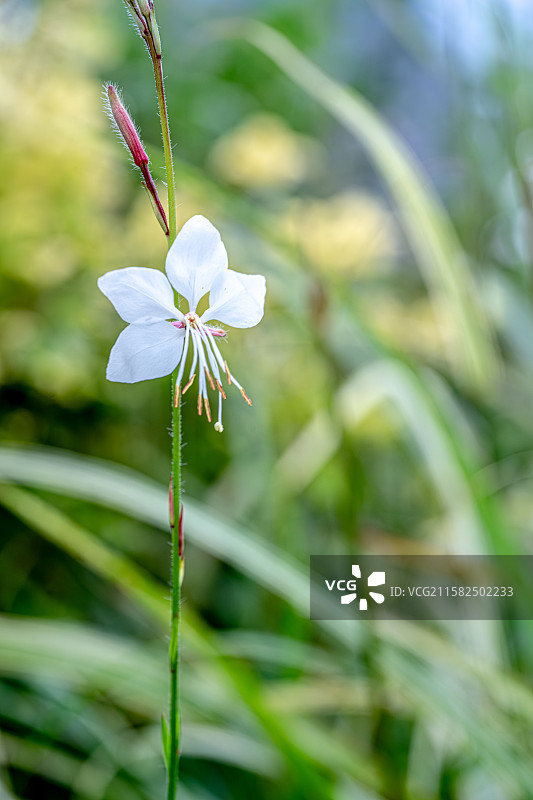 山桃草 玉蝶花 	 桃金娘目 月见草属 7月夏天花朵盛开 上海浦东世纪公园植物图鉴图片素材
