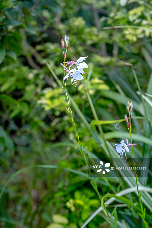 山桃草 玉蝶花 	 桃金娘目 月见草属 7月夏天花朵盛开 上海浦东世纪公园植物图鉴图片素材
