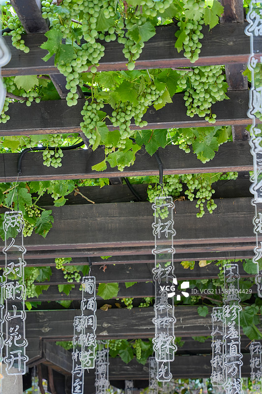 张裕酒文化博物馆葡萄长廊图片素材