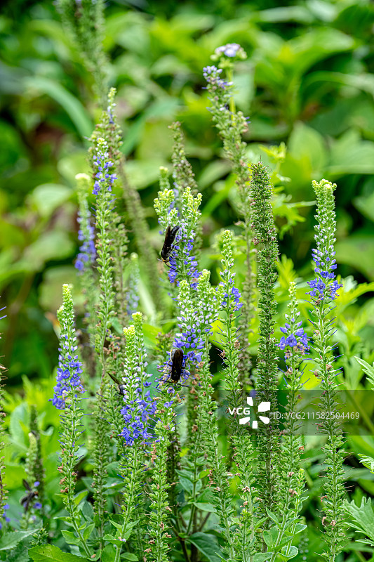 胡蜂停留在兔儿尾苗吸食花蜜 黄蜂 马蜂 上海浦东世纪公园植物图鉴图片素材