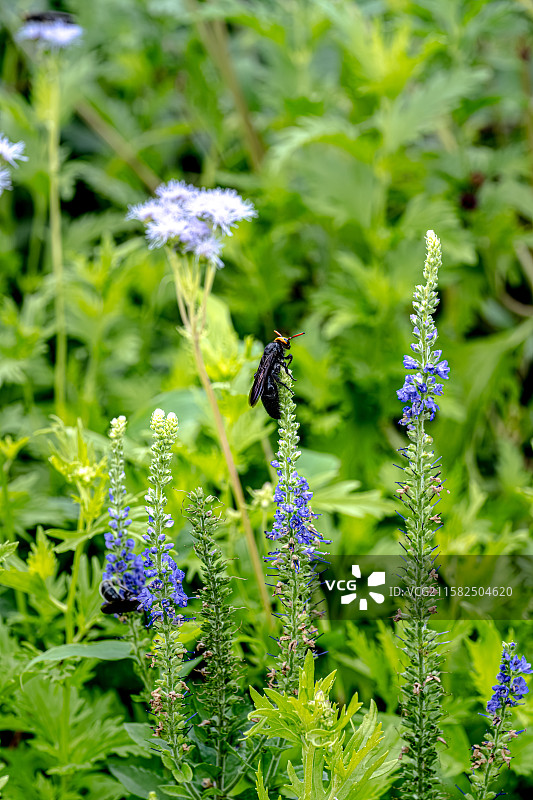 胡蜂停留在兔儿尾苗吸食花蜜 黄蜂 马蜂 上海浦东世纪公园植物图鉴图片素材