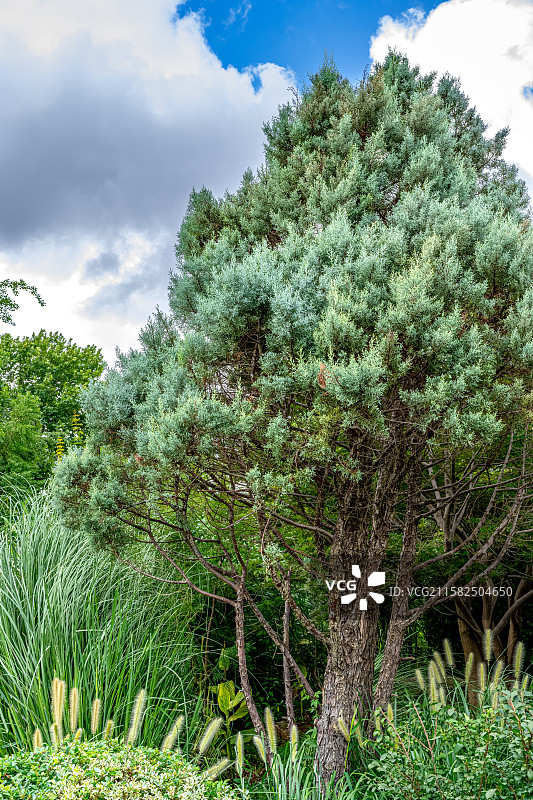 绿干柏 上海浦东世纪公园植物图鉴图片素材