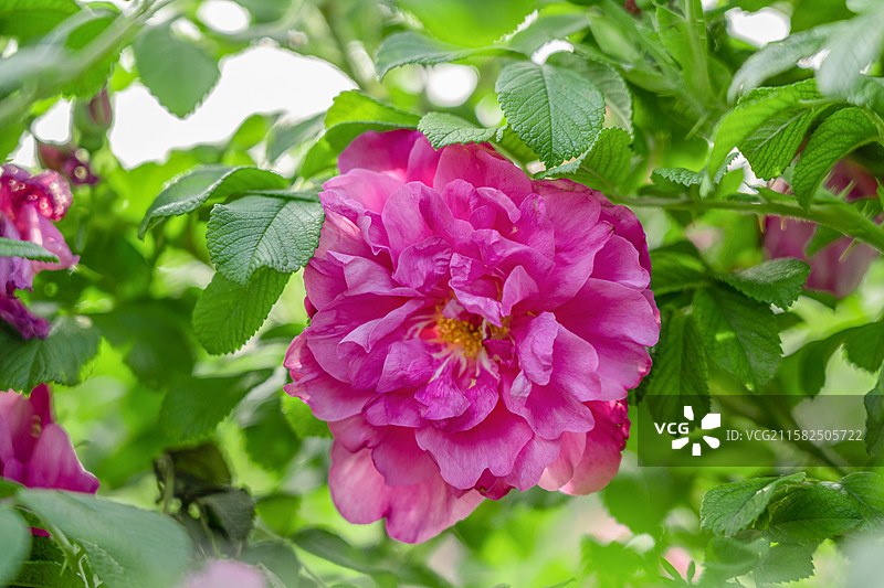 济南特产平阴玫瑰图片素材