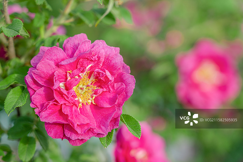 济南特产平阴玫瑰图片素材