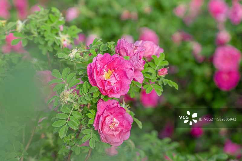 济南特产平阴玫瑰图片素材