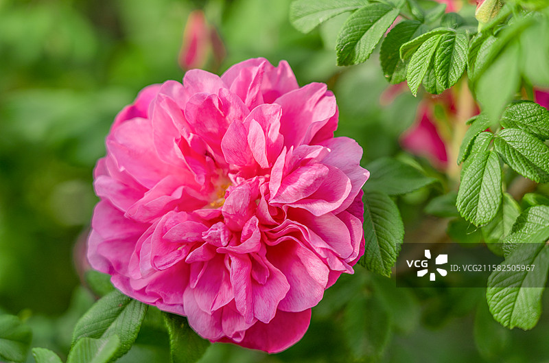 济南特产平阴玫瑰图片素材