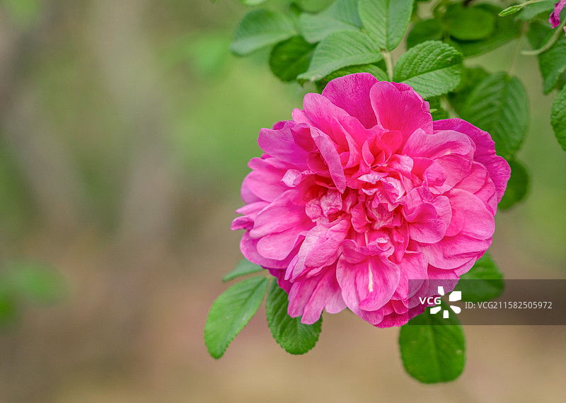 济南特产平阴玫瑰图片素材