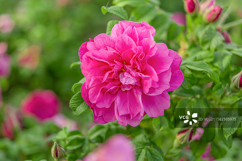 济南特产平阴玫瑰图片素材