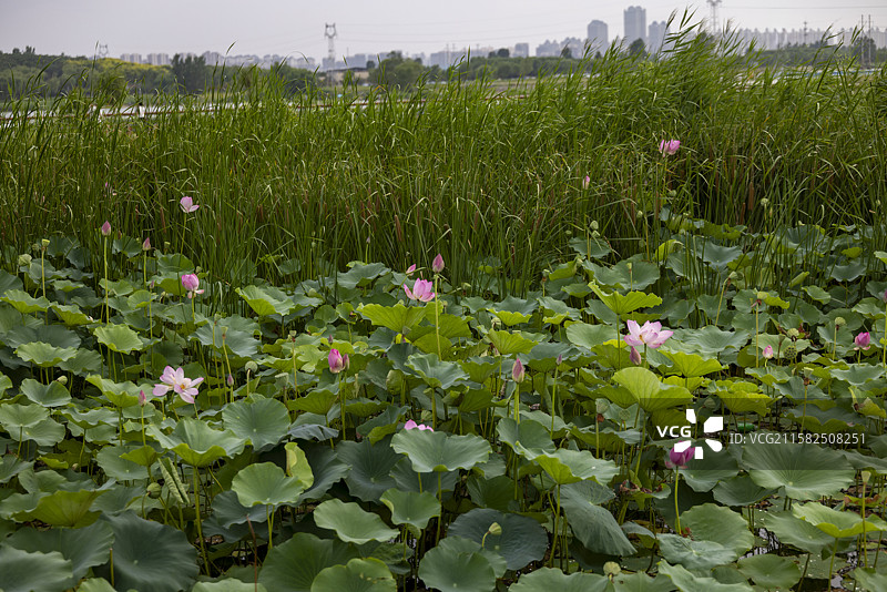 河北省石家庄市滹沱河生态旅游区摄影图片图片素材