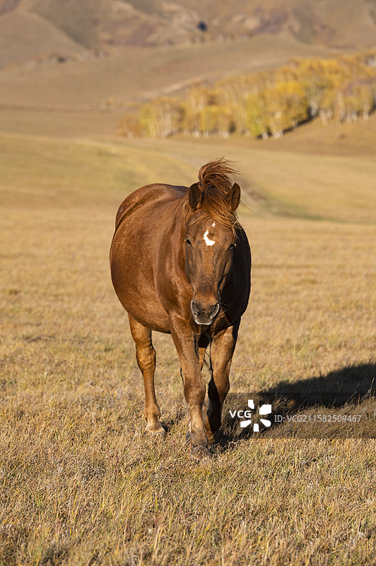 坝上，秋天乌兰布统，散养马匹图片素材