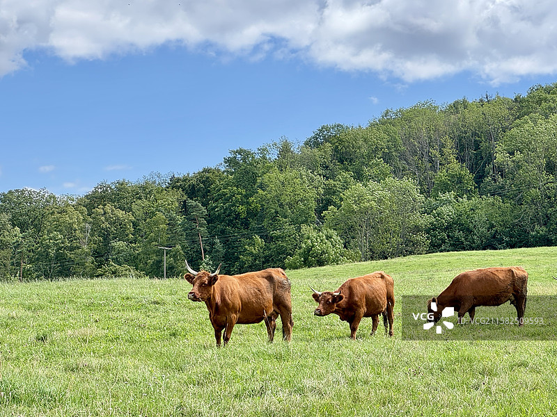 牧野晴歌。在蓝天白云下，绿草如茵，黄牛在欢快的享受着美味的青草，一幅和谐的田园风光。图片素材