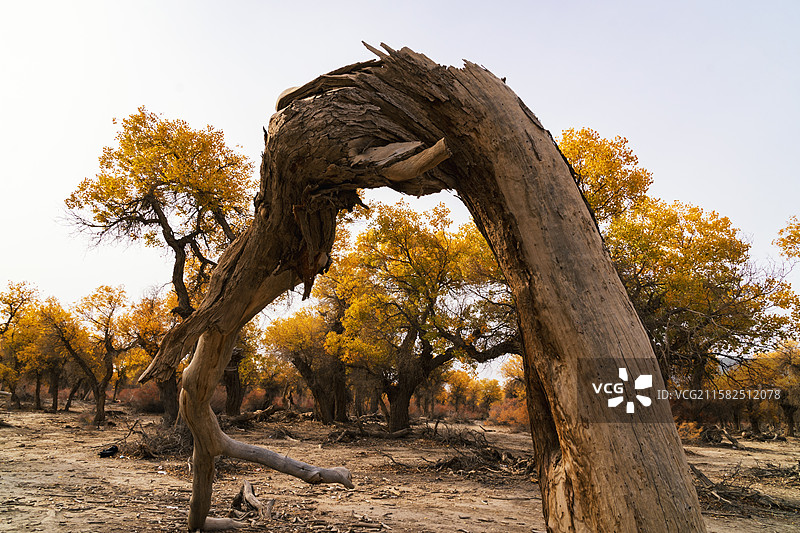 生与死图片素材