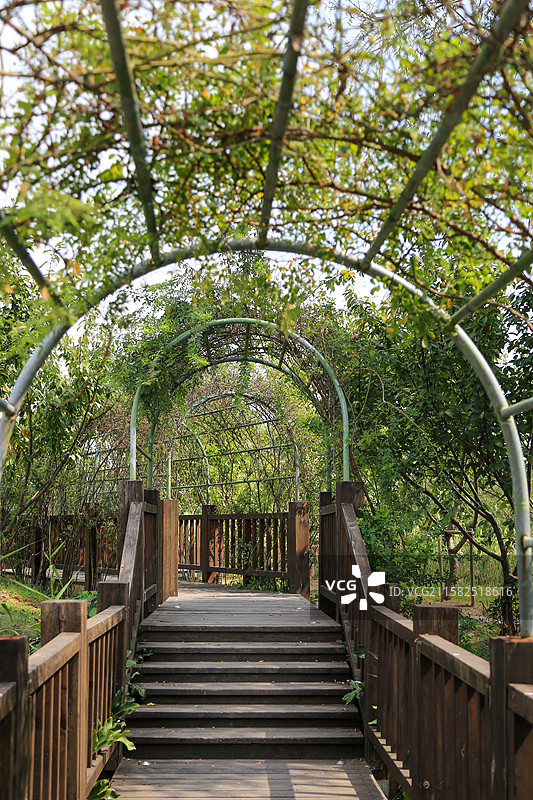 绿藤覆盖的木质拱桥图片素材