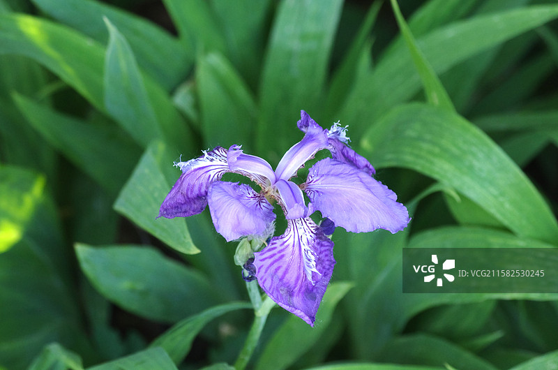 紫色鸢尾花特写图片素材