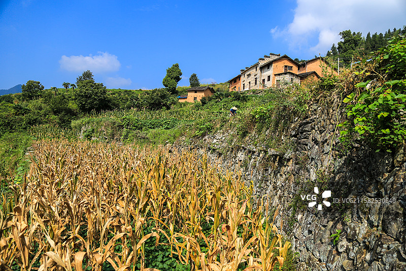 山间农舍与玉米田图片素材
