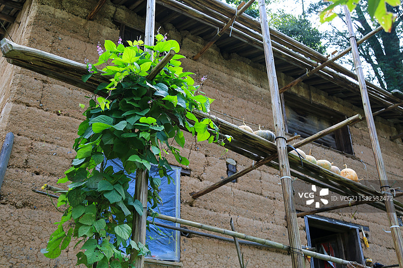 藤蔓缠绕的古建筑外墙图片素材