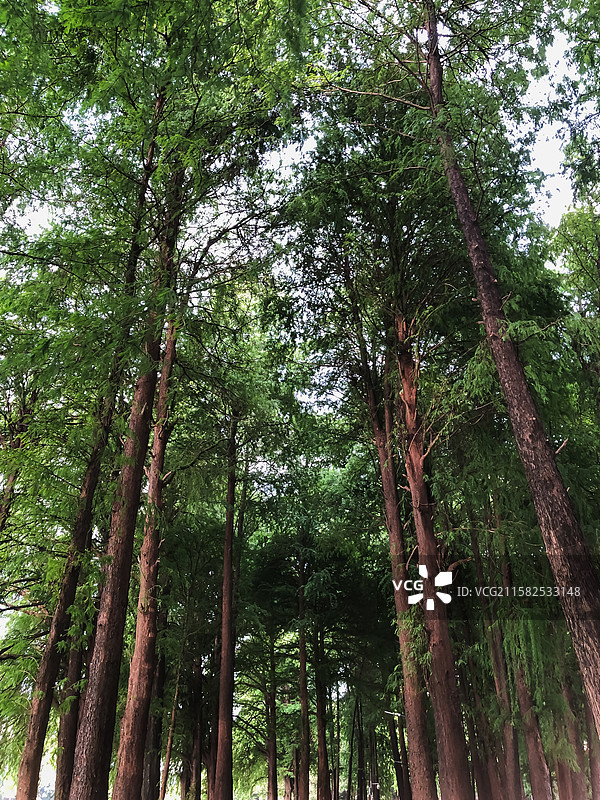 中国广东广州流花湖落羽杉。图片素材