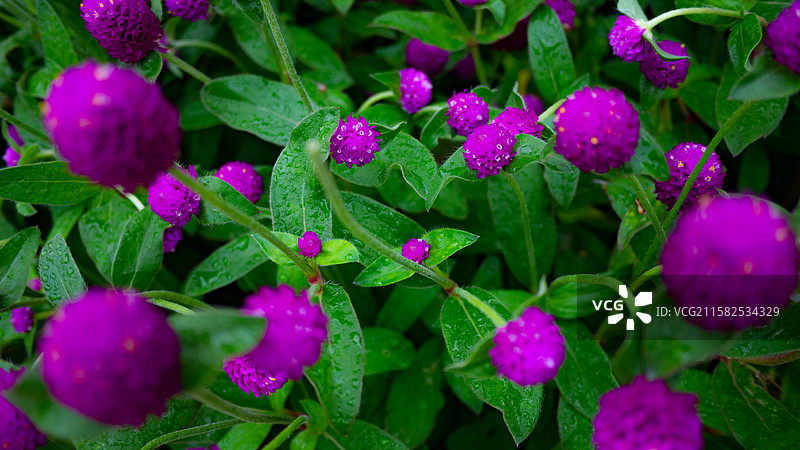粉红色开花植物上雨滴的特写镜头图片素材