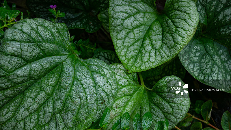 湿叶的全帧拍摄图片素材