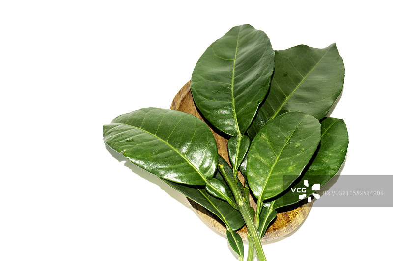 柚子叶碌柚叶图片素材