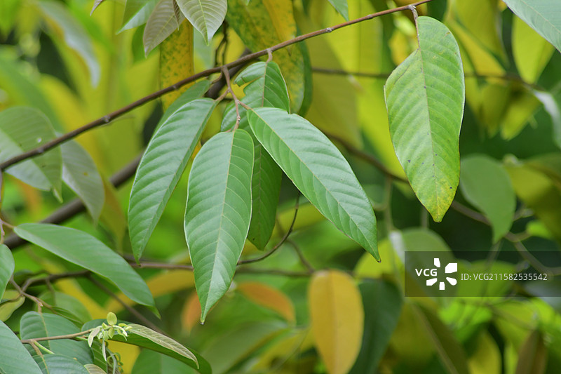 南方珍稀园林树种-Parashorea chinensis 望天树图片素材