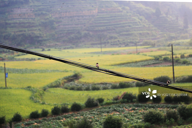 电线上的小鸟俯瞰田园风光图片素材