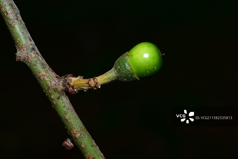 南方珍稀园林植物-Actinodaphne henryi 思茅黄肉楠图片素材