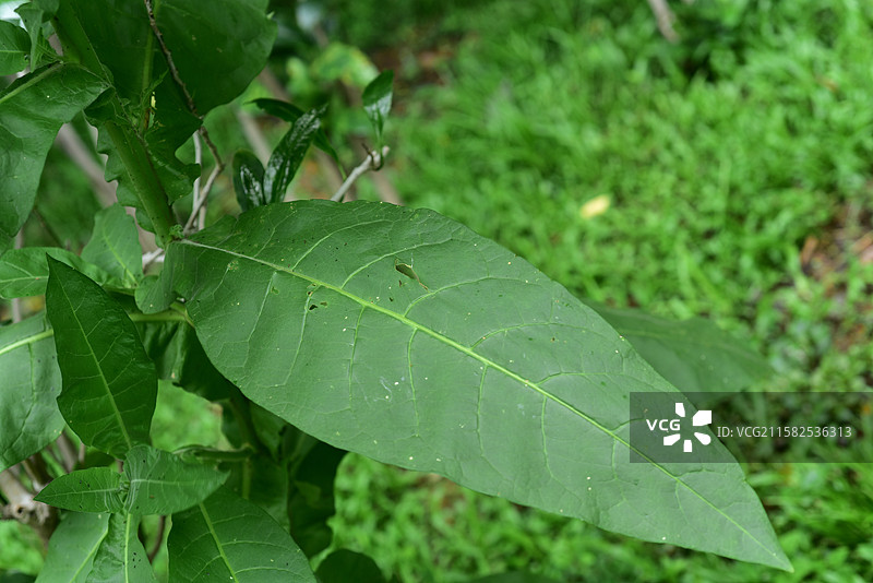 南方珍稀园林树种-Nicotiana tabacum 烟草图片素材