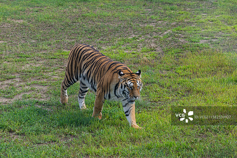 东北虎 拍摄于哈尔滨东北虎林园图片素材