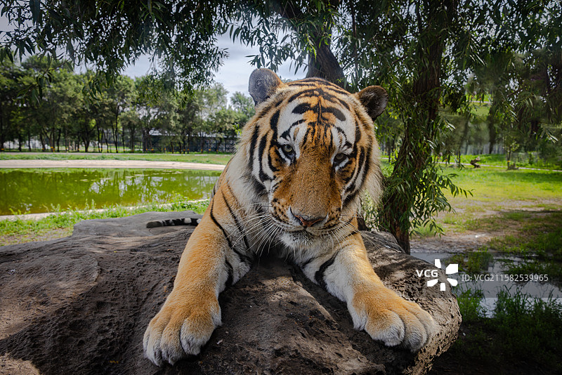 东北虎 拍摄于哈尔滨东北虎林园图片素材