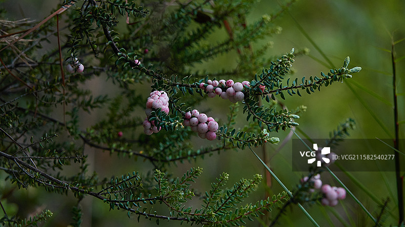 夏威夷风光 - 大岛 希洛 火山地质公园植被 红豆杉特写图片素材