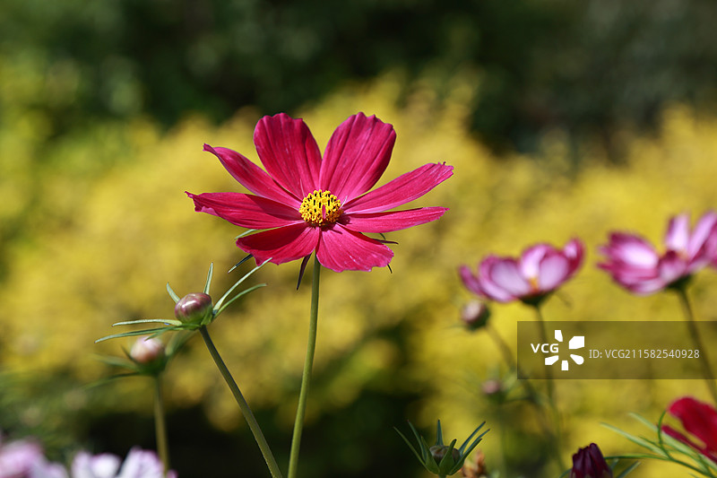西宁青藏高原野生动物园秋英花开图片素材