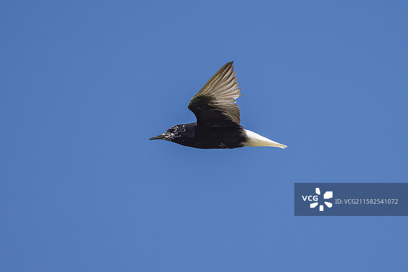 白翅浮鸥图片素材