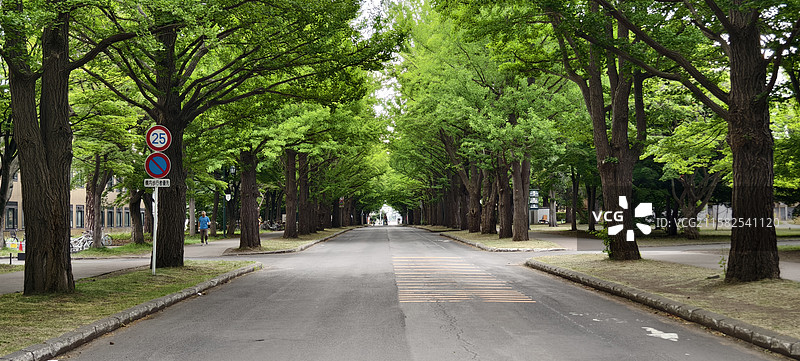 北海道大学，银杏林图片素材