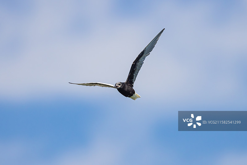 白翅浮鸥图片素材