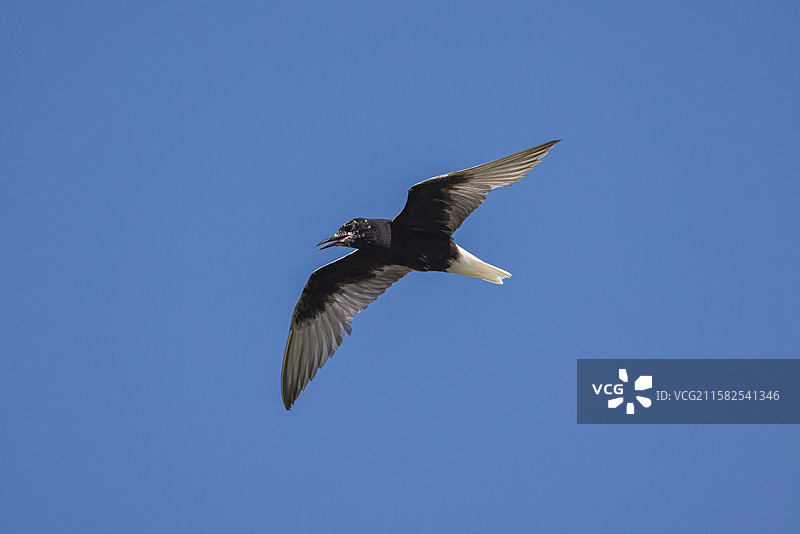 白翅浮鸥图片素材
