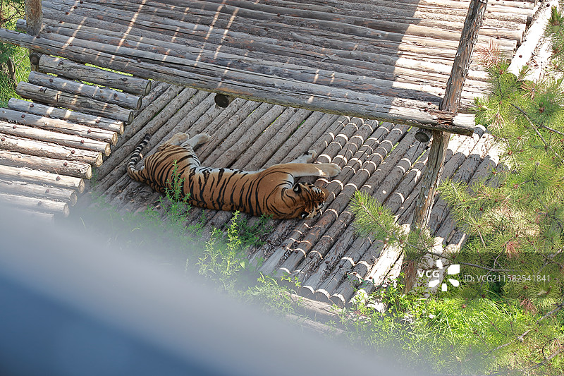 西宁青藏高原野生动物园的虎图片素材