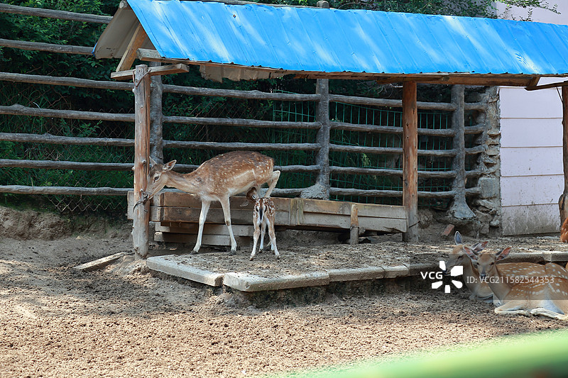 西宁青藏高原野生动物园的梅花鹿图片素材