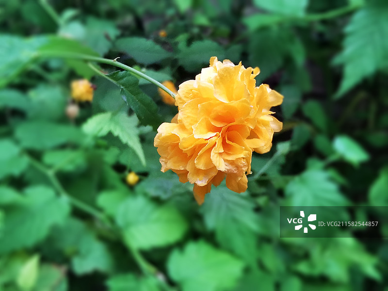 重瓣棣棠花特写图片素材