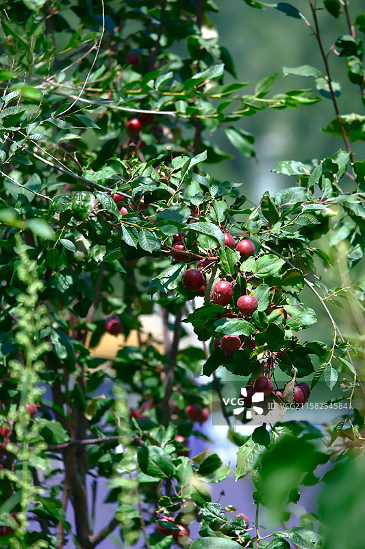 红果满枝图片素材